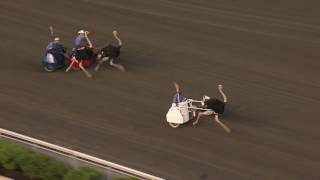 June 18 2016  Ostrich Derby [upl. by Susana980]