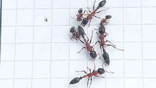 Epic Ant Battles 14 5x9 Tetraponera rufonigra Thailand vs Liometopum microcephalum Italy 2023 [upl. by Khorma]