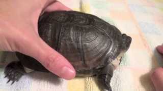 How to Read Your Turtles Shell  Shell Rot Age and Pyramiding [upl. by Eylatan694]