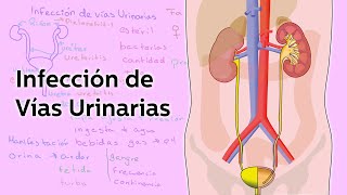 Infección de Vías Urinarias  Salud  Educatina [upl. by Junna892]