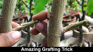 Grafting EXPERT Shares Top SECRET Techniques [upl. by Neirol]