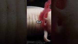 10 Amazing facts about Axolotl You Didnt Know  Axolotl facts axolotl mythicalanimal [upl. by Einnod]