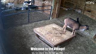 Live Goat Barn in Connecticut  Syman Says Farms [upl. by Rexer]