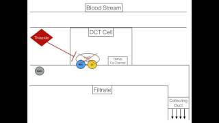 Thiazide Diuretics  Their Multiple Mechanisms amp Indications [upl. by Odrawde]