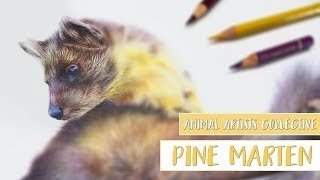 Animal Artists Collective  Drawing a PINE MARTEN with COLORED PENCIL [upl. by Kcod]