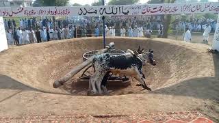 Bull Race Kantrili Jhelum 16th October 2022 village life Haji Mehar Muhammad Khan Of Monan [upl. by Alleuqram]