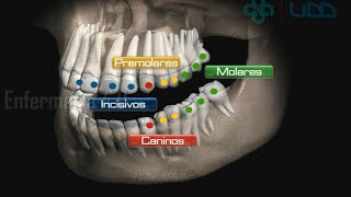 🌟ANATOMÍA DE LA CAVIDAD ORAL🌟 [upl. by Ahsanat38]