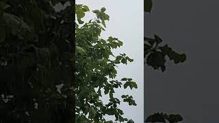 baarish ki jaayemonsoon rainromanticsongmausamki baarishmonsoon [upl. by Egreog]