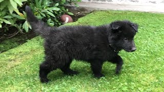 Belgian Shepherd Puppy  Chewie The Groenendael [upl. by Selinski]