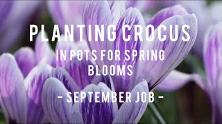 How to  Planting Crocus in pots from Sept  Nov for Spring Blooms  Gardening Tutorial [upl. by Haman]