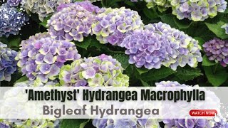 Hydrangea Macrophylla Amethyst  Bigleaf Hydrangea Varieties  TinyLeaf [upl. by Dietz]