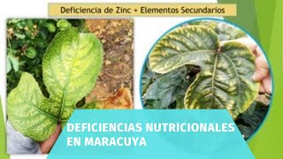 deficiencias nutricionales en maracuya [upl. by Jami]