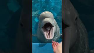 Dolphin Ate Fish 🐬 shortsvideo [upl. by Hales]