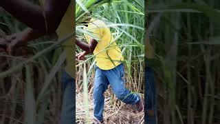 Super napier grass for cows [upl. by Buhler555]