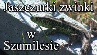 Jaszczurki w Szumilesie [upl. by Chill]