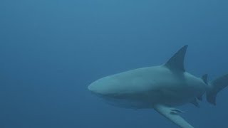 Bull Shark Attacks 3 July of 2024 in Texas [upl. by Aniat]