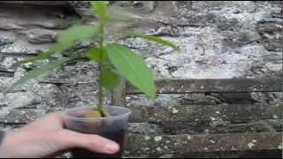 How to Prune an Avocado seedling [upl. by Clauddetta]