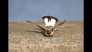 Pied Wheatear  a first winter male at Dove Point Meols on 7th November 2018 [upl. by Iveson]