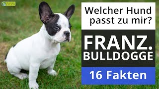 Ist eine Französische Bulldogge der richtige Hund für mich 18 Fakten über Französische Bulldoggen [upl. by Eon]