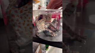 Barking tokay gecko rehome [upl. by Anayaran]