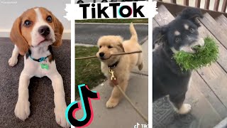 Funny DOGS of TikTok  Cute Puppies  Best Doggos of TIK TOK Compilation [upl. by Rhett294]