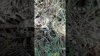 Culebra de escalera joven faunaiberica herpetofauna culebra serpiente nature [upl. by Lynad987]