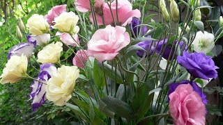 Amazing and Most Beautiful Eustoma Flowers  Lisianthus Flowers [upl. by Yenitsed]