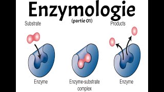 ENZYMOLOGIE PART 1 [upl. by Pathe]