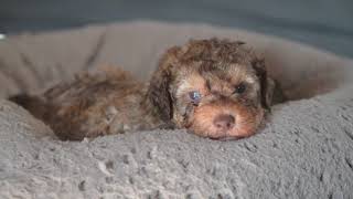 Lagotto Romagnolo Puppies 5 weeks [upl. by Goodwin491]