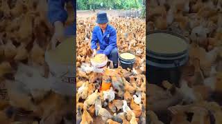 Money does not come without hard work in a chicken farm viral shortsvideo [upl. by Kinny]