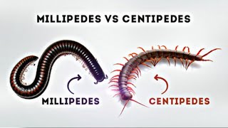 Centipedes and Millipedes  Life Cycle Facts and Control [upl. by Notyal]