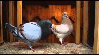 Documentary on Fancy Pigeon Breeding [upl. by Dnarb853]