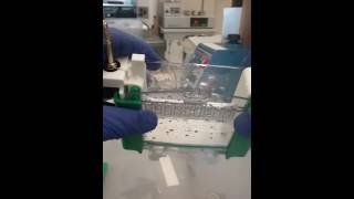 Biorad Precast TGX Protein Gel Part 1 taking cassette apart [upl. by Getraer]