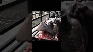 Hippo Eating The watermelon  ASMR Hippo 12 Hippo watermelon Animal [upl. by Lyndy]