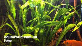 Криптокорина апоногетонолистная Cryptocoryne aponogetifolia [upl. by Airam176]