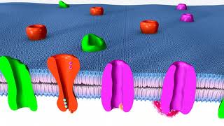 Tipos de receptores farmacológicos [upl. by Quintina]