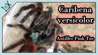 Breeding The Third Female Tarantula  Caribena versicolor【Tarantula Breeding】 [upl. by Suhcnip135]