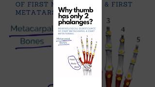 Why thumb has only 2 phalanges Why greater toe has only two phalanges shorts anatomy [upl. by Amar923]