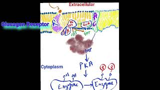 The Glucagon Receptor and Adenylate Cyclase Metabolism Made Easy [upl. by Aihsitan687]