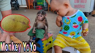 Monkey YoYo JR and baby eat jackfruit together  Monkey Baby YoYo [upl. by Bartley231]