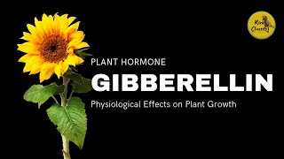 Physiological effects of Gibberellin on Plants  Gibberellin Plant Hormone  Plant Growth [upl. by Nilknarf]