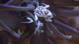 Crabe porcelaine  Spotted porcelain crab  OceanoMonaco [upl. by Kilroy]