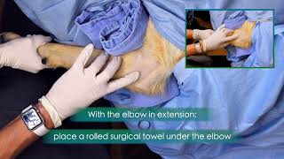 Canine Elbows  Medial Approach Updated [upl. by Grose]