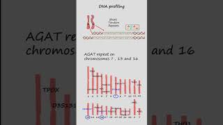 DNA profiling or DNA fingerprinting using Short Tandem Repeats STR’s genetics biology [upl. by Zillah501]