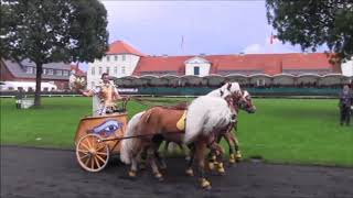 Luber Römerwagen Hengstparade Celle 2017 [upl. by Enihpled339]