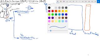 antidiuretic hormone ADHvasopressin AVP هرمون المضاد للاباله [upl. by Leighland]