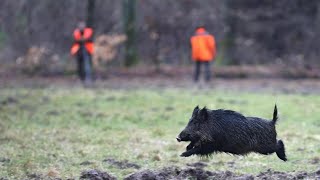 Chasse aux grands gibiers en Pologne [upl. by Dix]