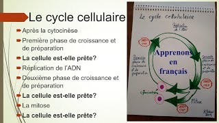 Sciences Biologie Le cycle cellulaire et doublement de lADN [upl. by Silevi462]