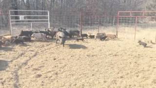 51 feral hogs captured in a JagerPro Hog Trap [upl. by Llecrup]