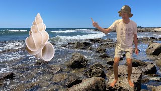 THE BIGGEST PRECIOUS WENTLETRAP SHELL IVE EVER SEEN FOUND AT THE BEACH [upl. by Blynn]